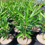 Oleander obyčajný (Nerium oleander) ´CLAUDIA ´ - výška 40-60 cm, kont. C3L (-10/-12°C)